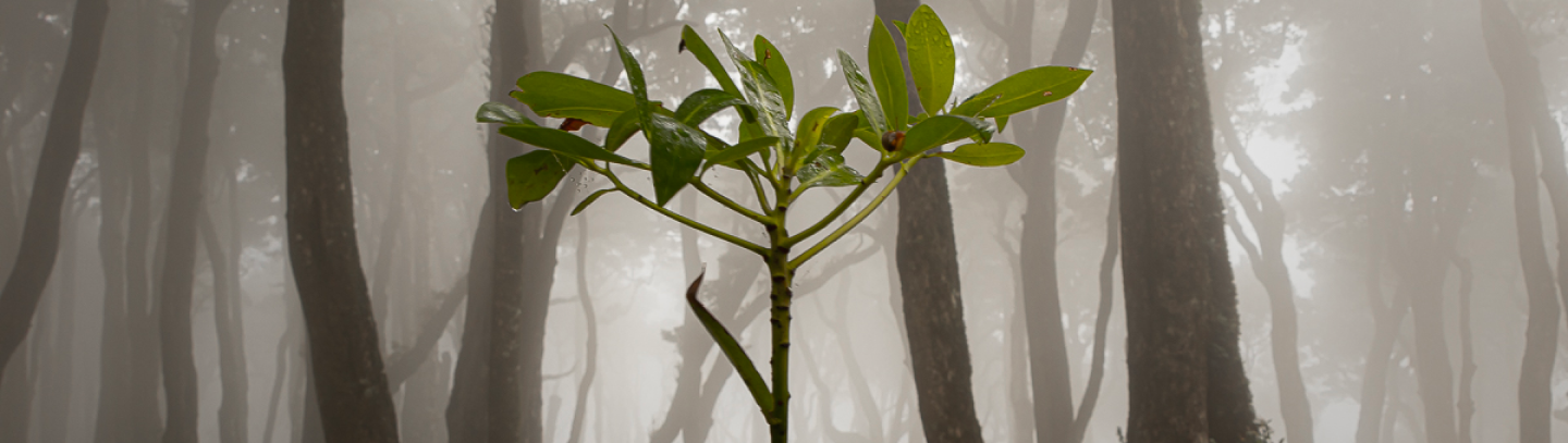 Slide 4 - Tercer Tribunal Ambiental de Chile